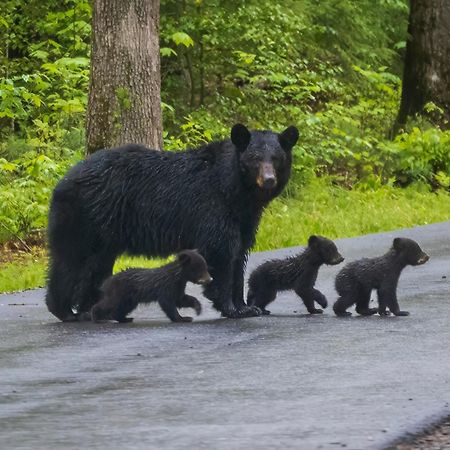Rest Assured, Wifi, 1089 Free Tickets Each Paid Day, Dollywood And More Pigeon Forge Bagian luar foto