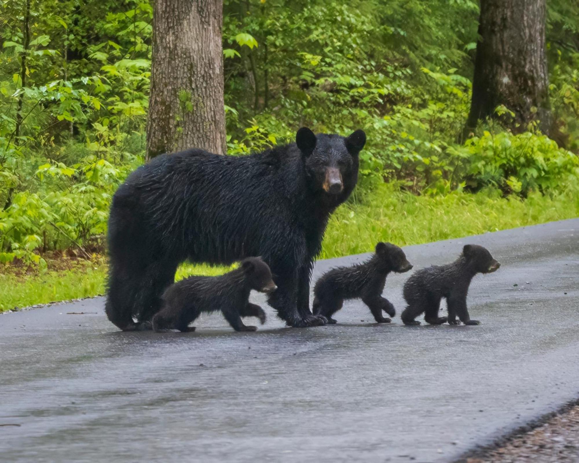 Rest Assured, Wifi, 1089 Free Tickets Each Paid Day, Dollywood And More Pigeon Forge Bagian luar foto